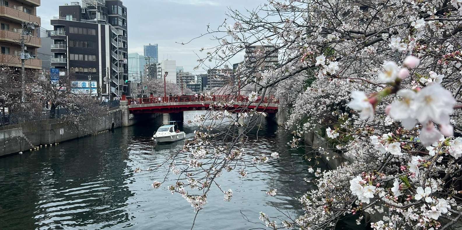 🌸 미나토강 가와즈 벚꽃 로드 (미나토가와 가와즈자쿠라 로도) 이미지 6